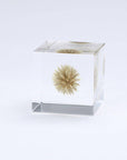 Globe Thistle Cube