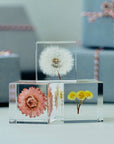 Immortelle Cube