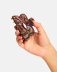Flower Claw in Purple Haze