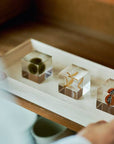 Shell Ginger Cube