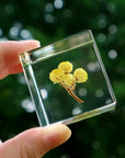 Immortelle Cube