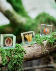 Shell Ginger Cube