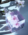 Sakura Cube - Kawazu-zakura