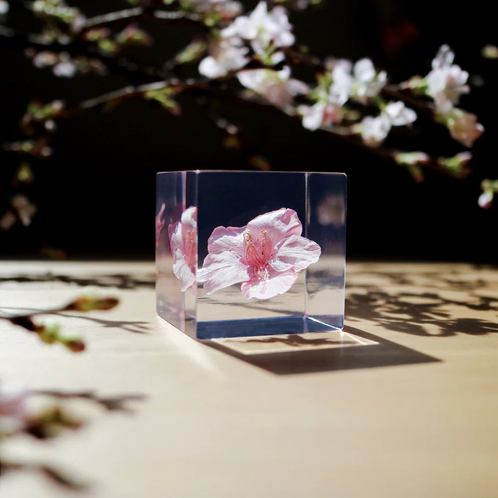 Sakura Cube - Kawazu-zakura – STUDIO DEN Sakura Cube - Kawazu-zakura – STUDIO DEN