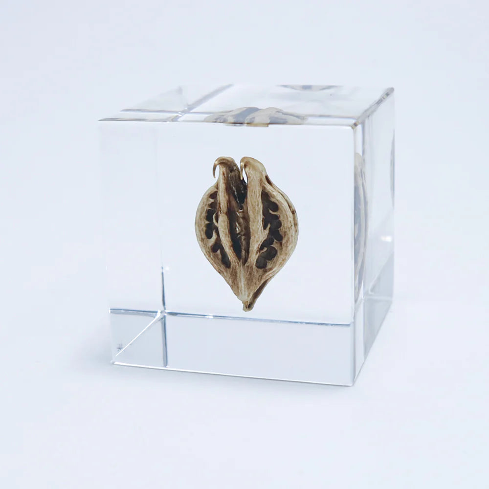 Tiger's Claw Cube