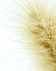 Bunny Tail Grass Cube