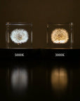 Sola Cube LED Light Base 5000K