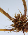 Sea holly - Botanical Decor Gift