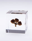 Eucalyptus Cube