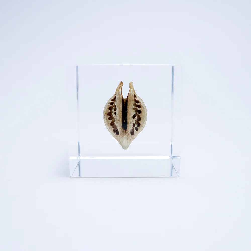 Tiger's Claw Cube
