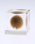 Globe Thistle Cube