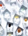 Immortelle Cube