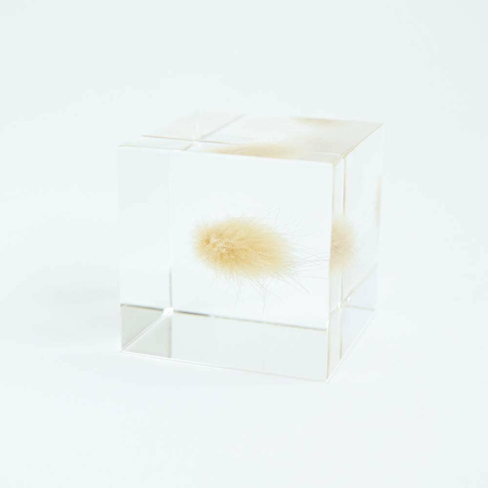 Bunny Tail Grass Cube