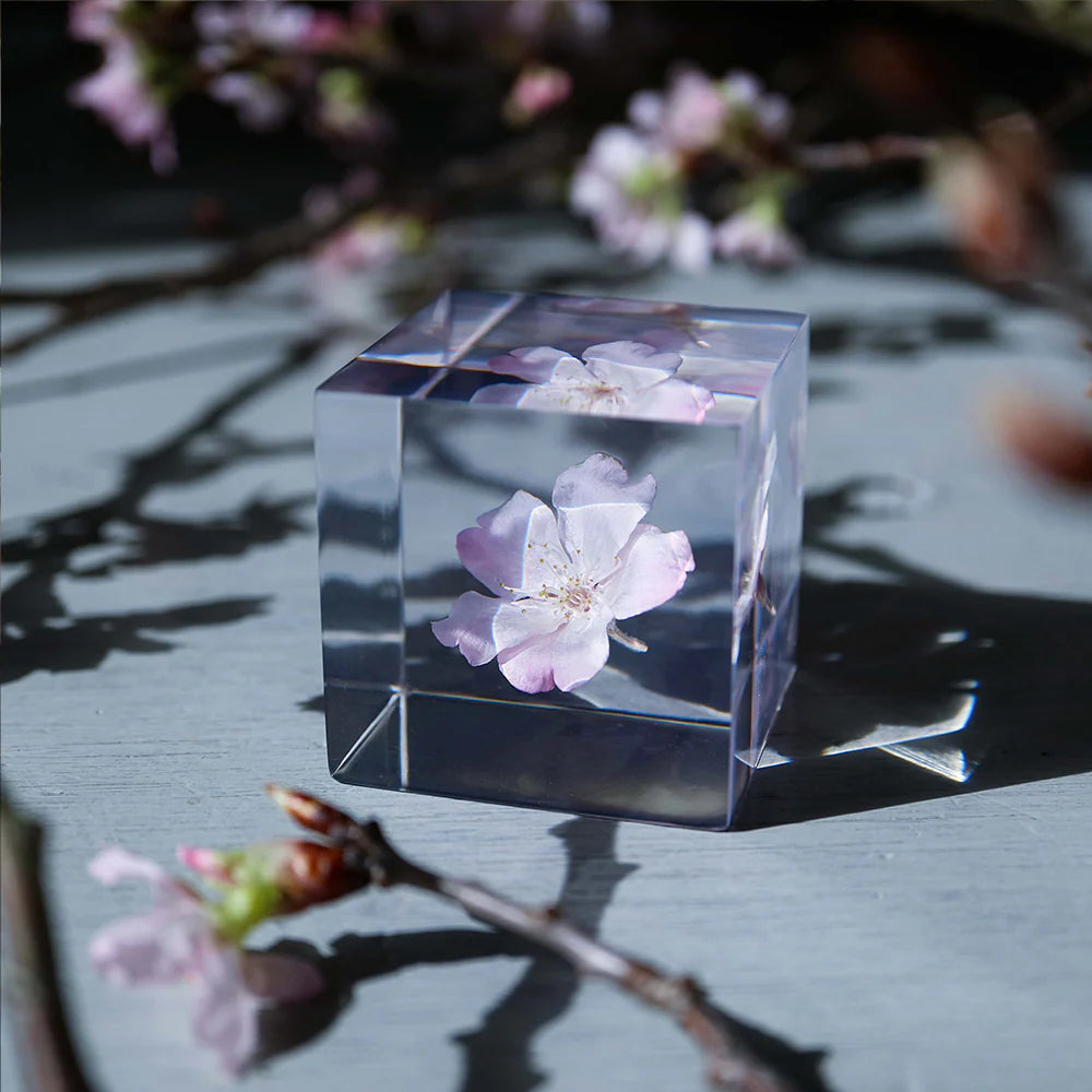 Sakura Cube - Komatsu-otome