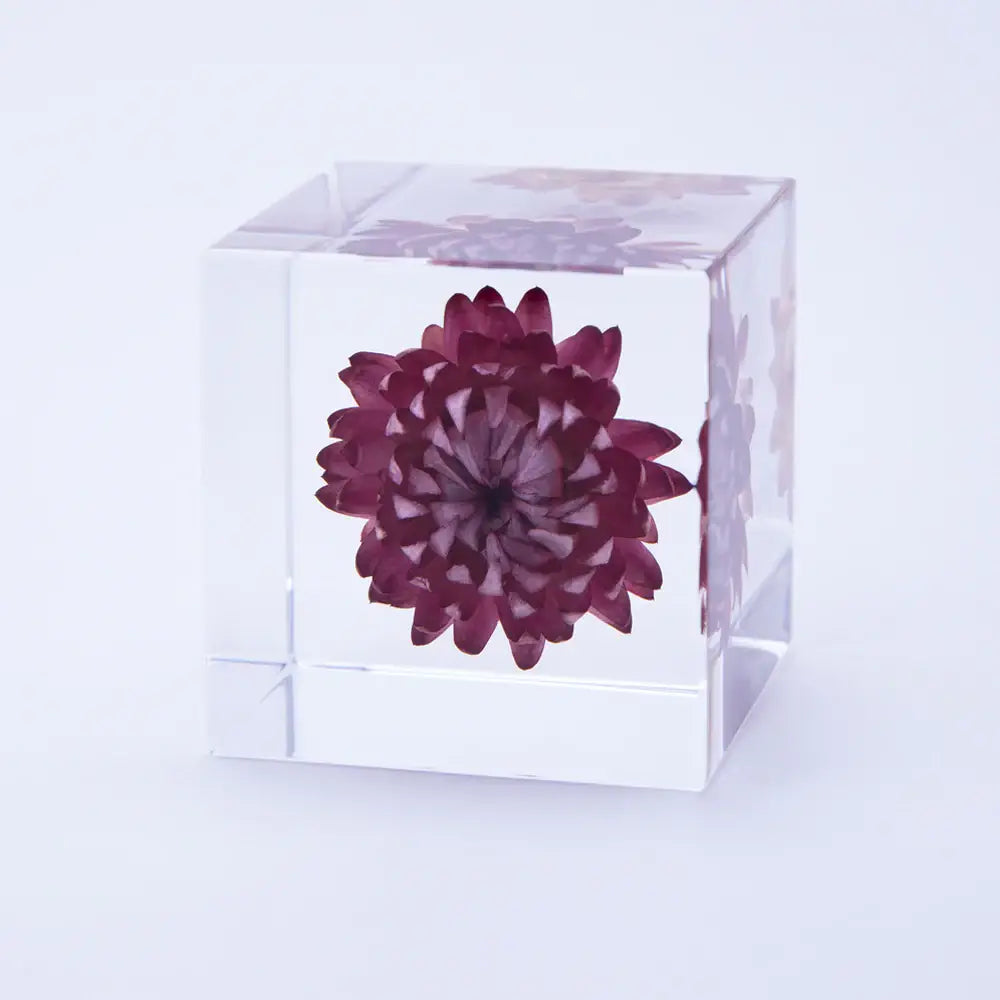 Strawflower Cube