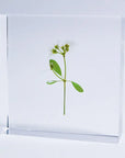 Euphorbia Sp