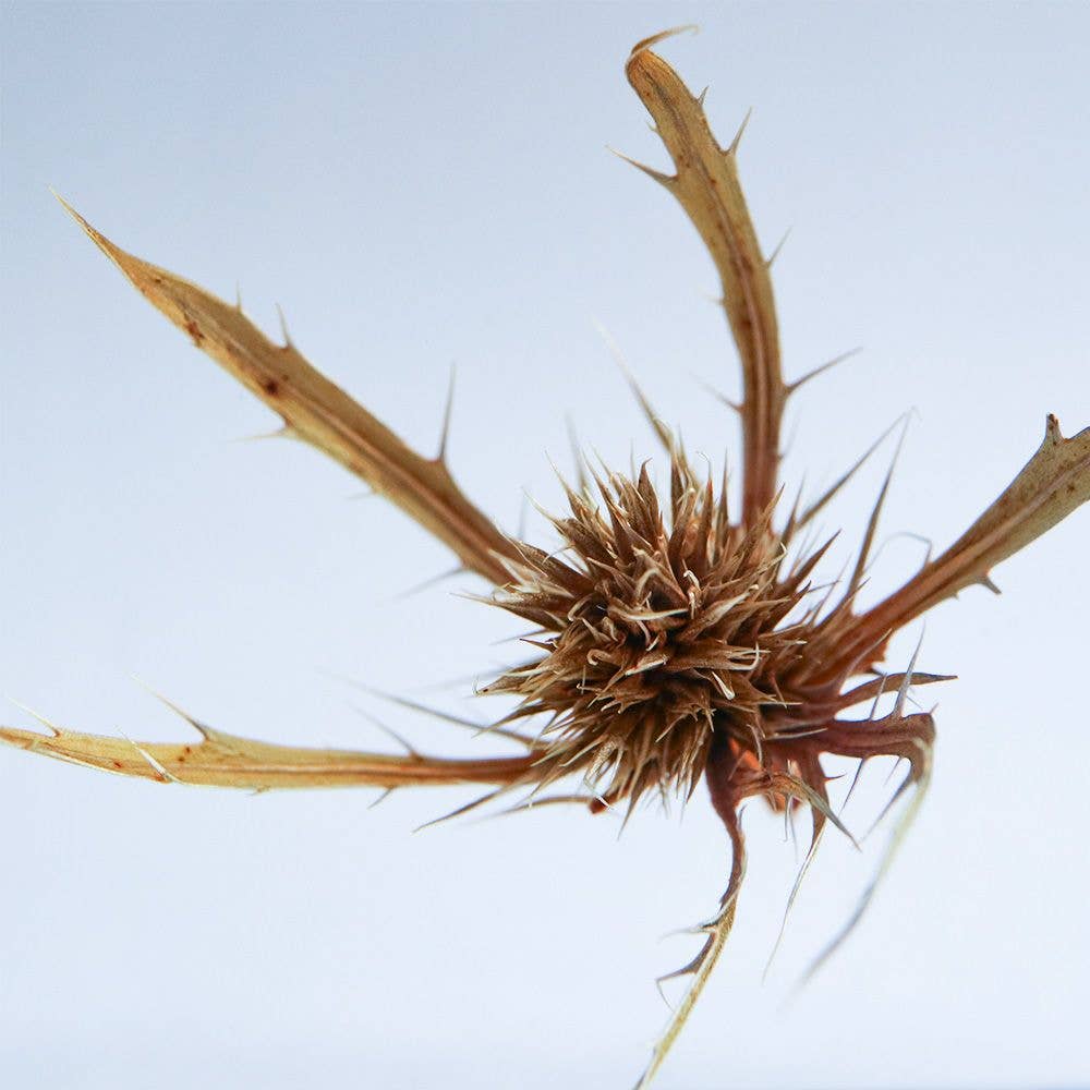 Sea holly - Botanical Decor Gift