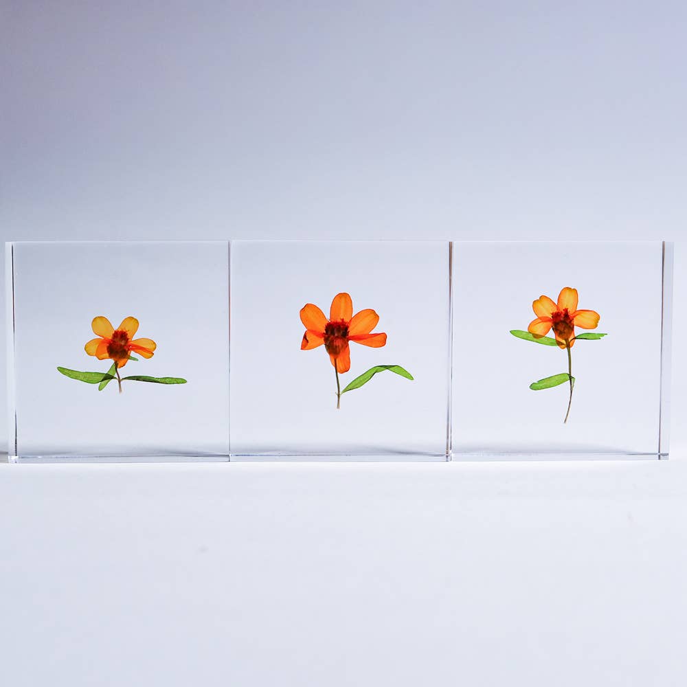 Sola Tile Zinnia - Botanical Decor Gift