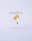 Immortelle Cube