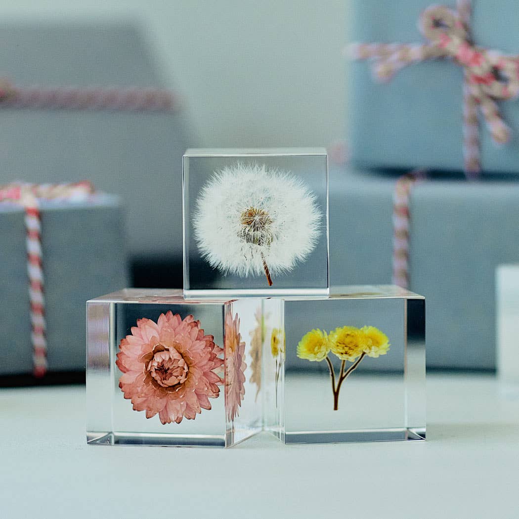 Immortelle Cube