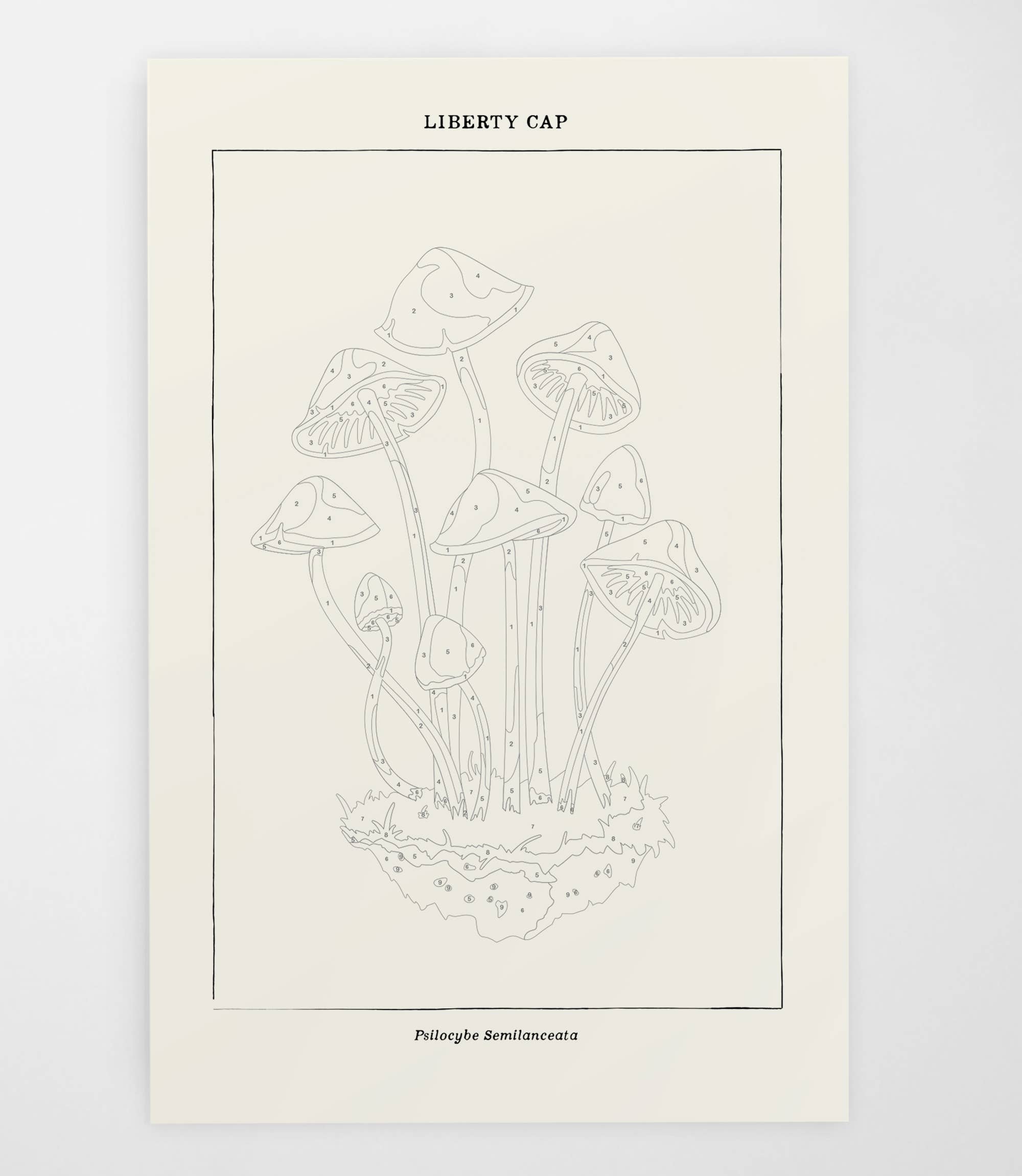 Mushroom Botanical | Modern Paint By Numbers Kit