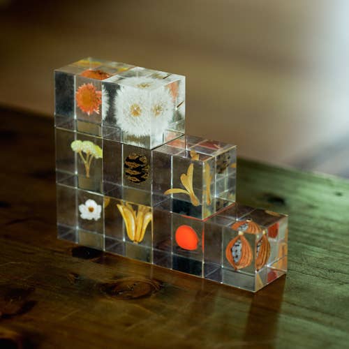 Shell Ginger Cube
