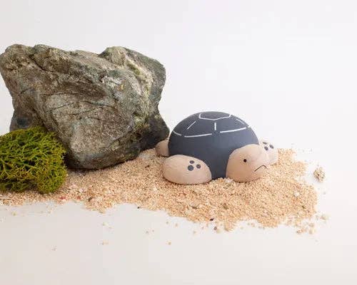 Sea Turtle 2025 Limited Version