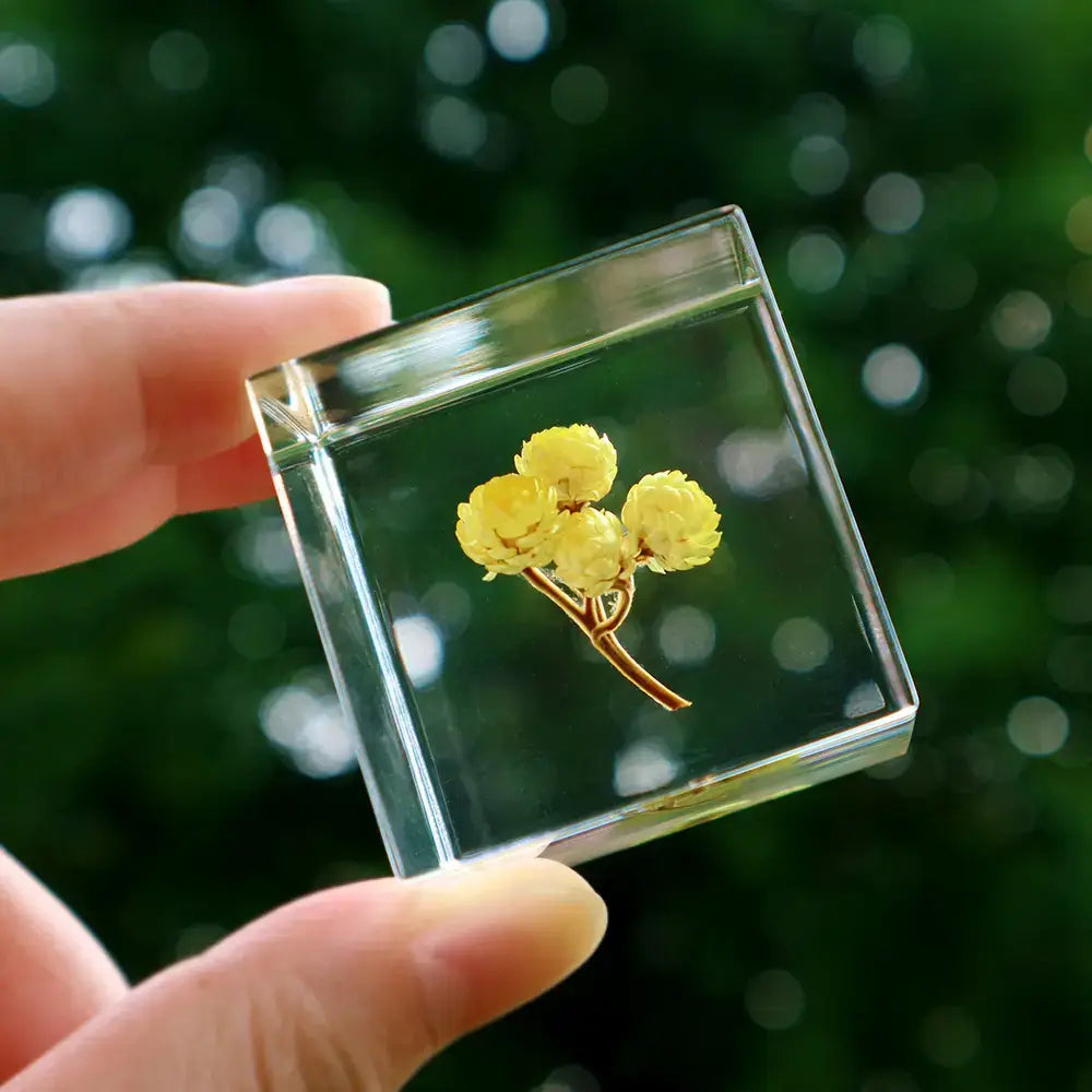Immortelle Cube