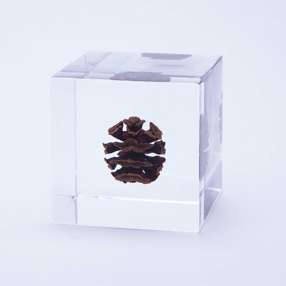 Dawn redwood - Botanical Decor Gift