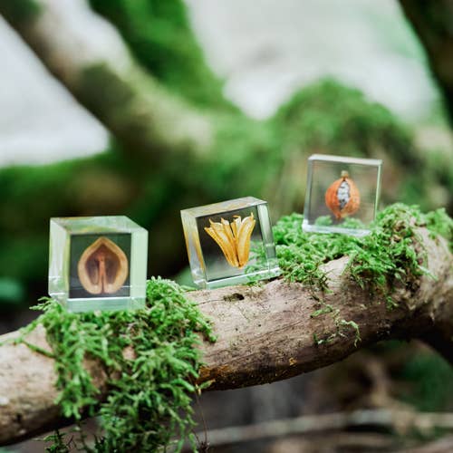 Shell Ginger Cube
