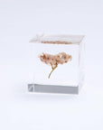 Sea Lavender Cube