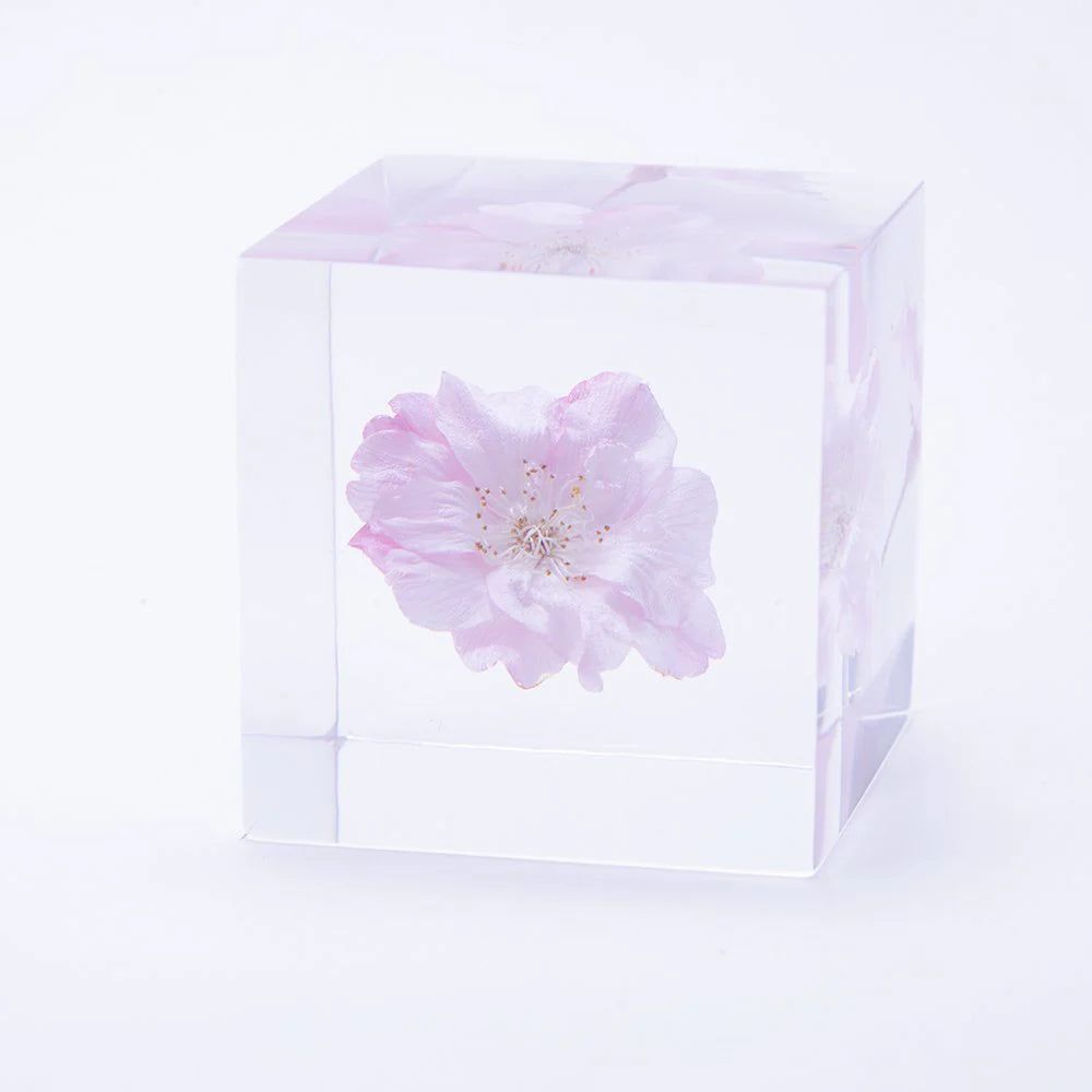 Sakura Cube - Yaebenishidare - Thumbnail 2
