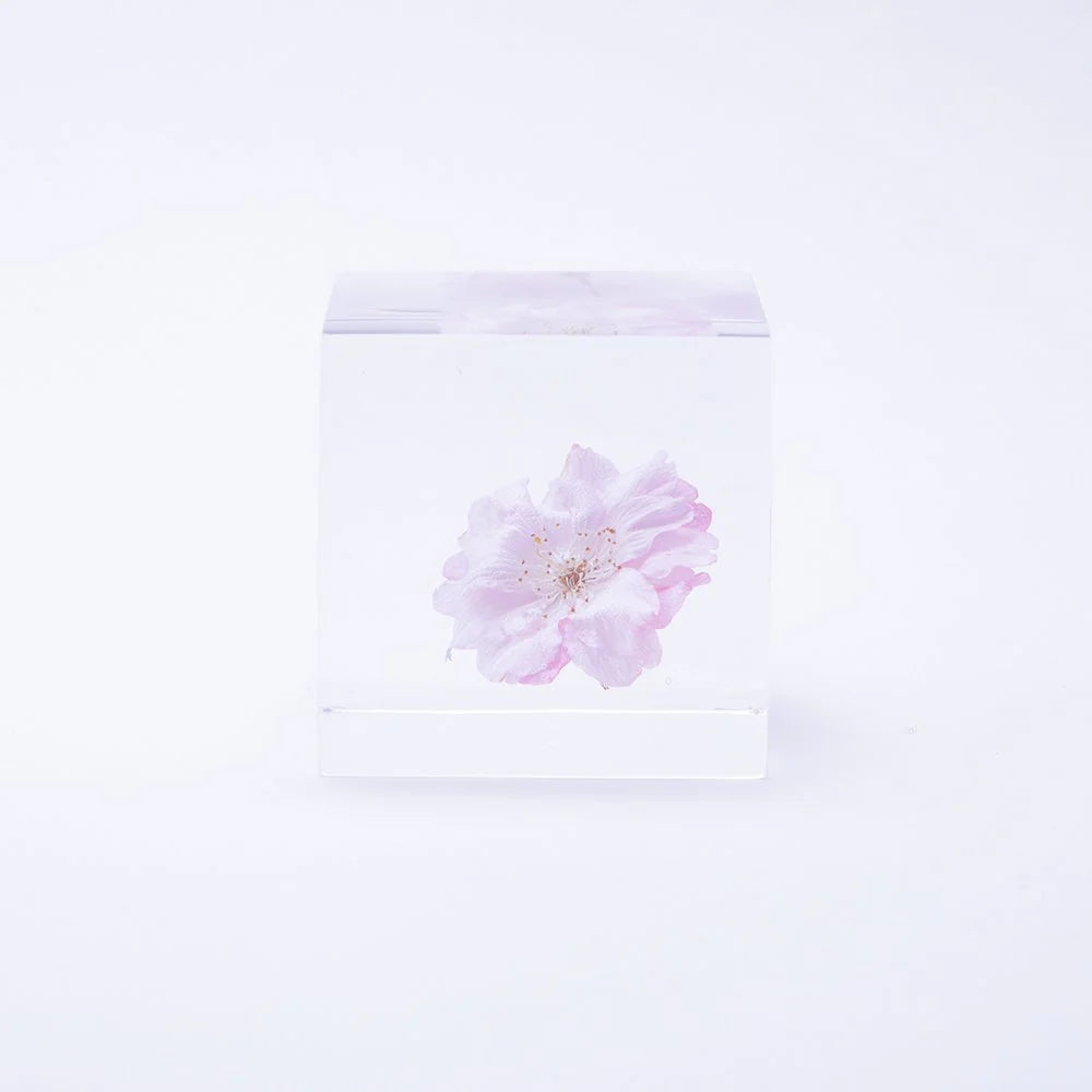 Sakura Cube - Yaebenishidare - Thumbnail 3