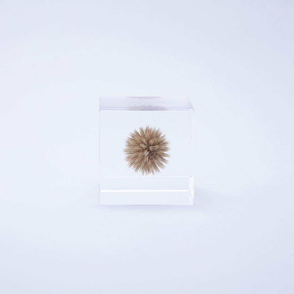 Globe Thistle Cube