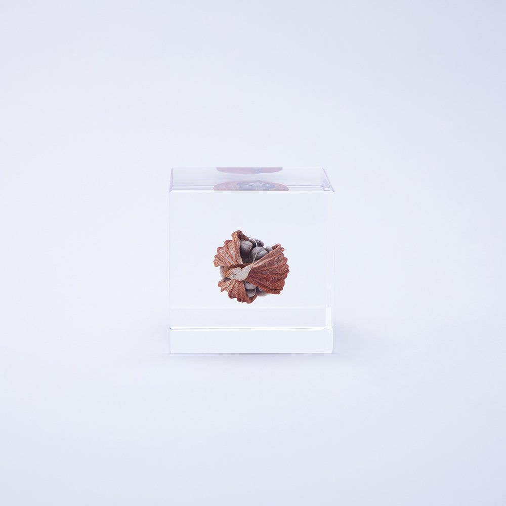 Shell Ginger Cube