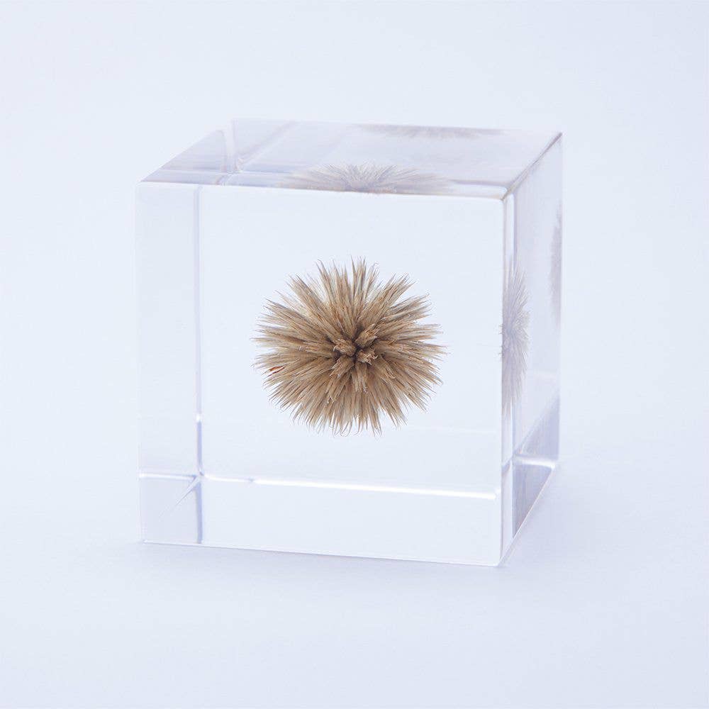 Globe Thistle Cube