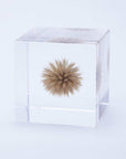 Globe Thistle Cube