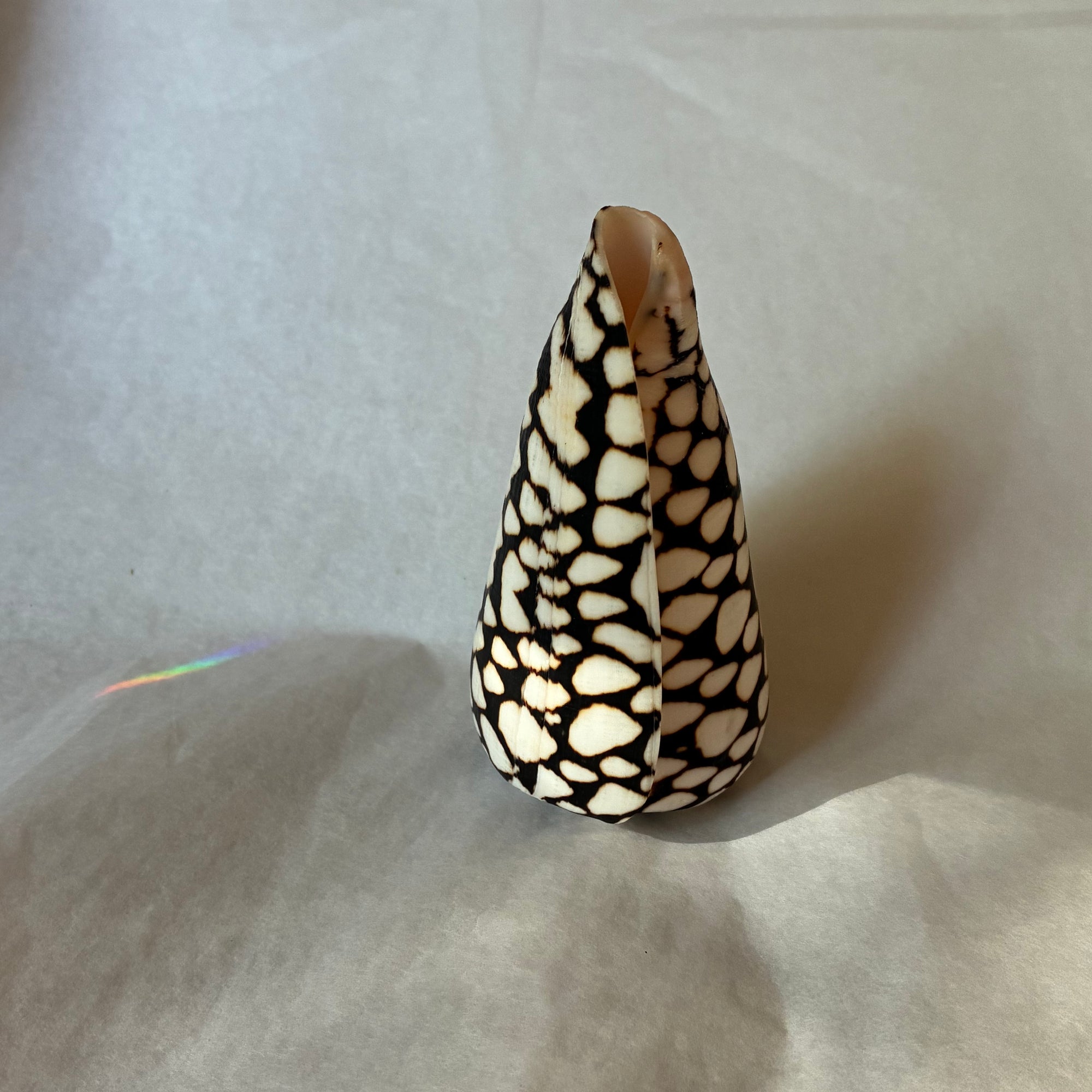 Conus shell - Arranged