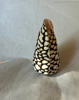 Conus shell - Arranged