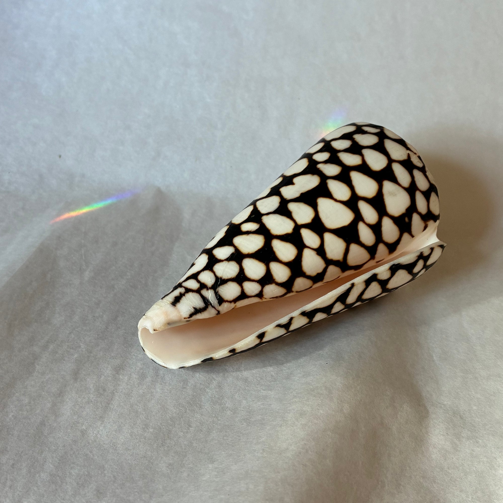 Conus shell - Arranged