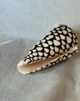 Conus shell - Arranged