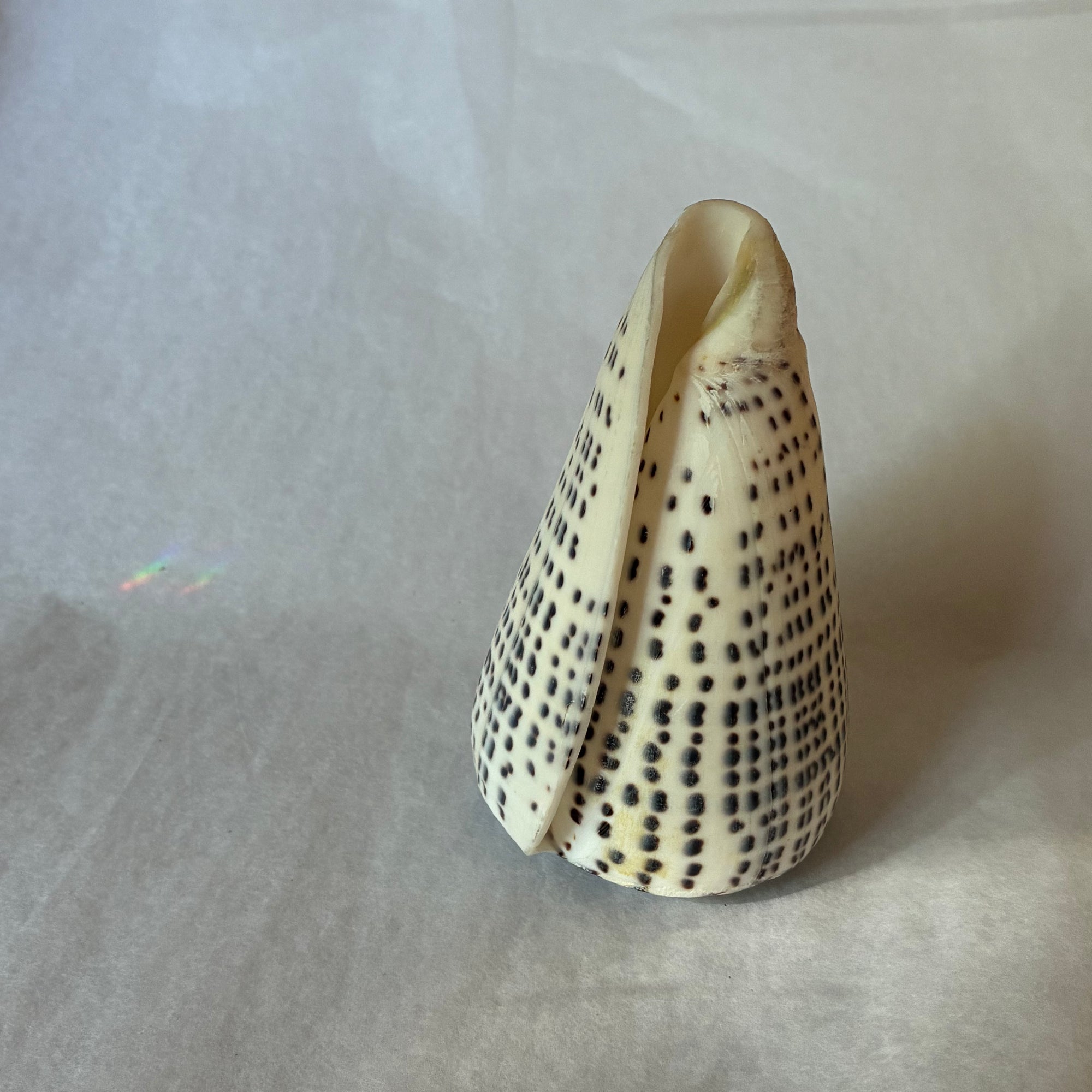 Conus shell - marmoreus