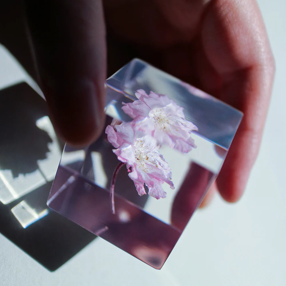 Sakura Cube - Yaebenishidare - Thumbnail 5