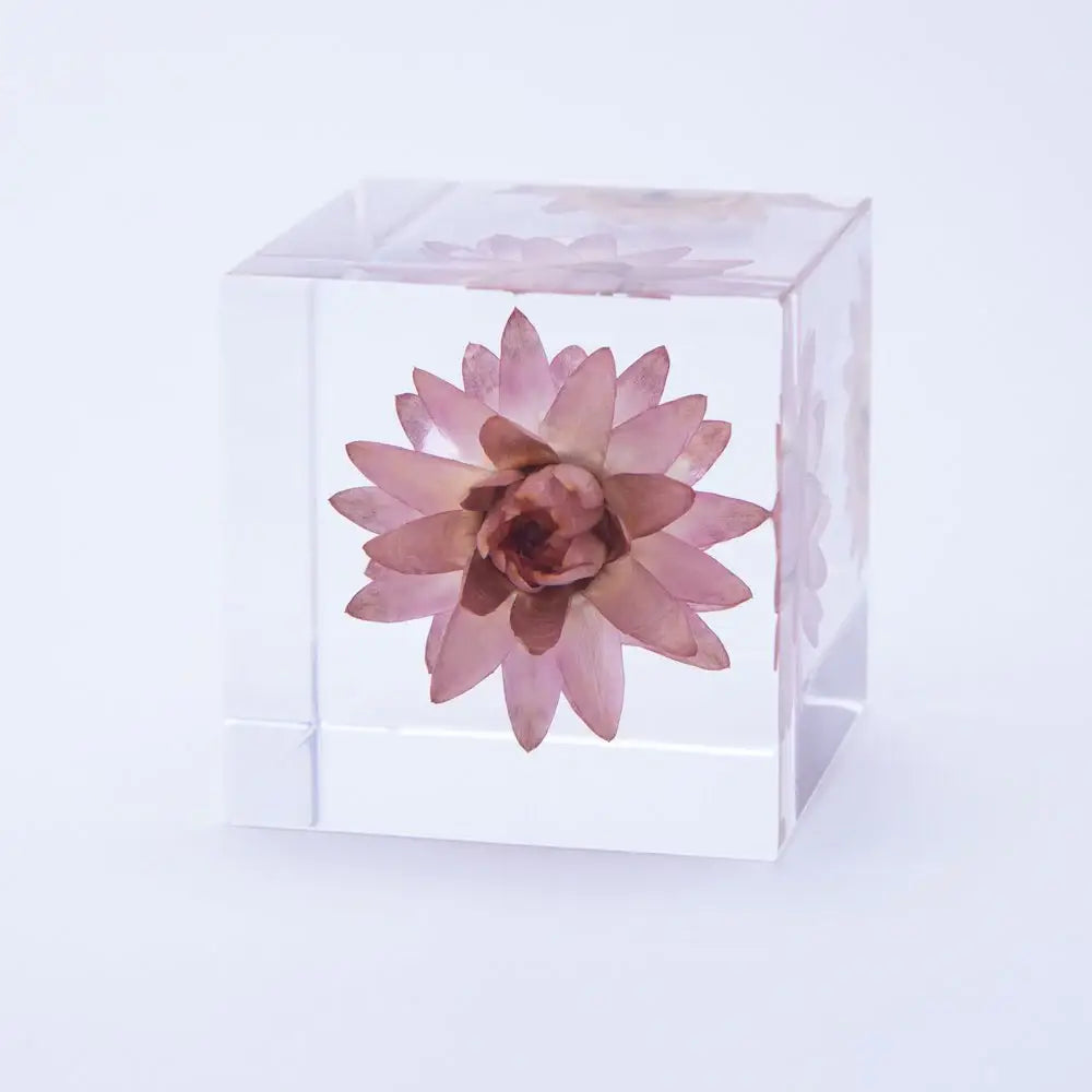 Strawflower Cube