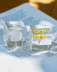 Immortelle Cube