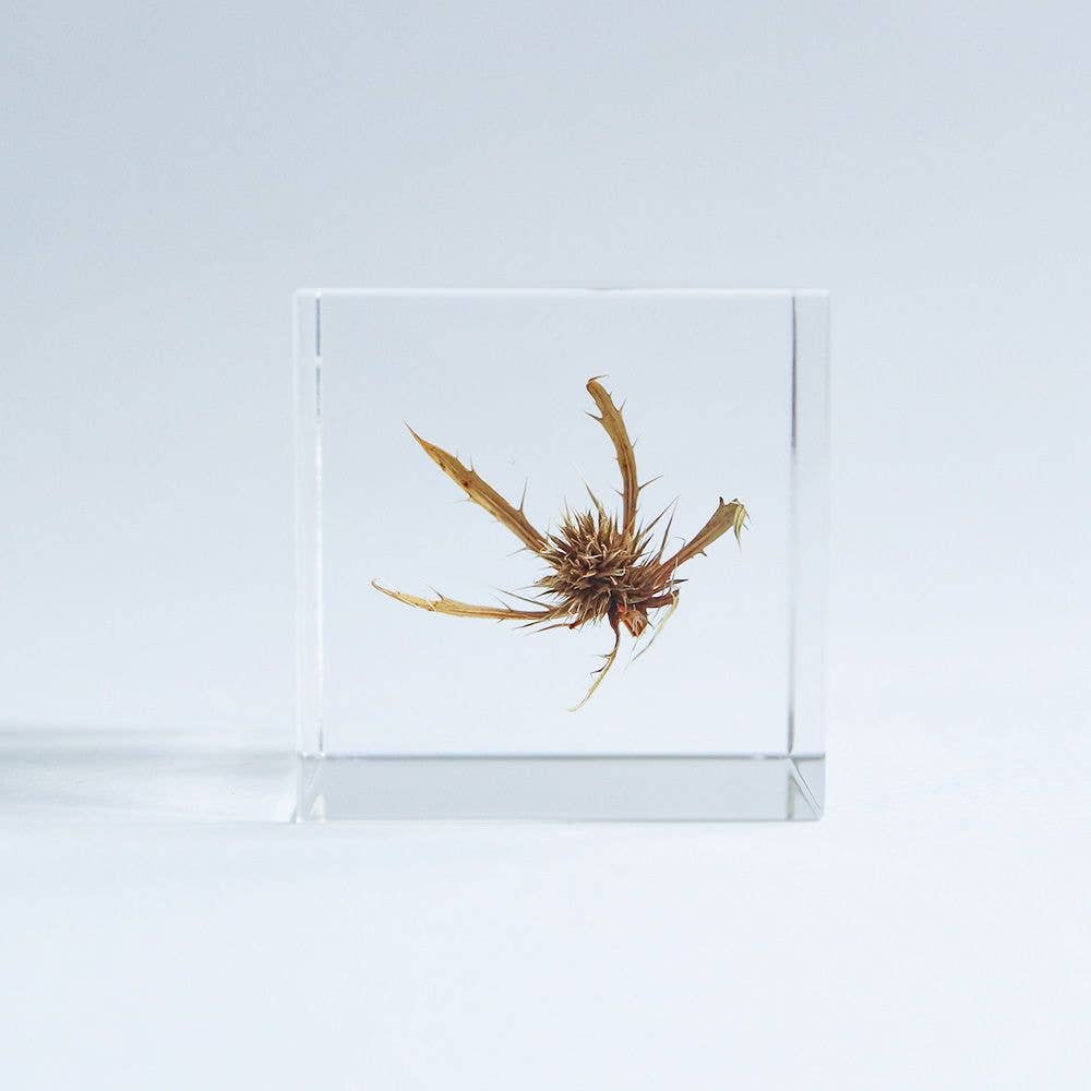 Sea holly - Botanical Decor Gift