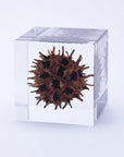 American Sweetgum Cube