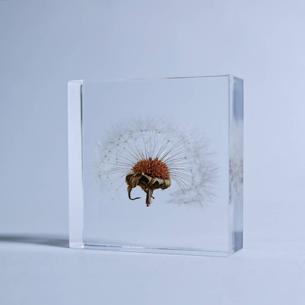 Sola Tile Dandelion - Botanical Decor Gift