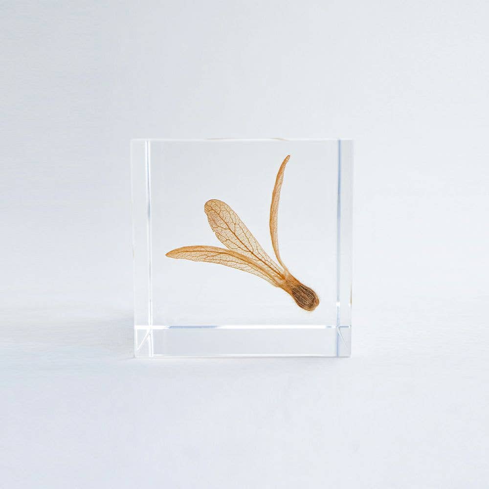 Ant Tree Cube