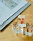 Globe Amaranth Cube